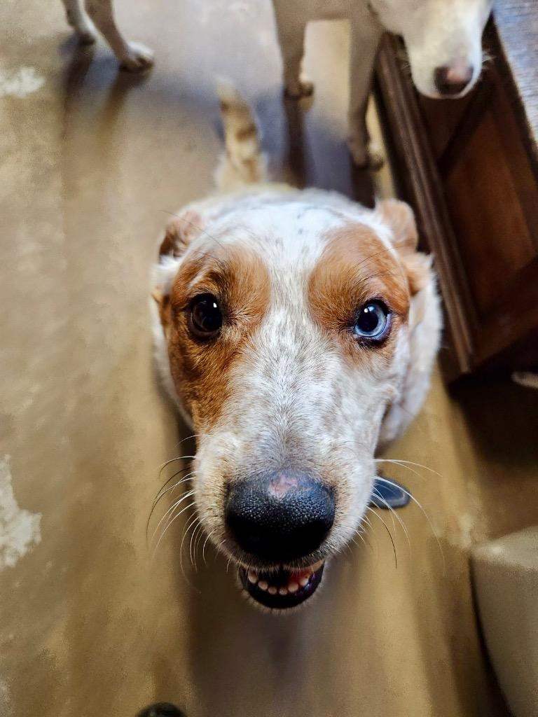 Enlarge Duke, a Adoptable Australian Shepherd in Saint James, MN image 4/6