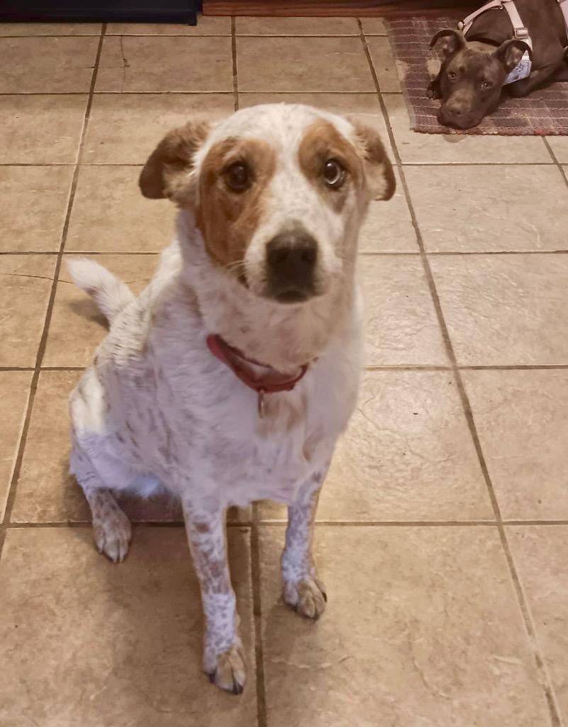 Enlarge Duke, a Adoptable Australian Shepherd in Saint James, MN image 5/6