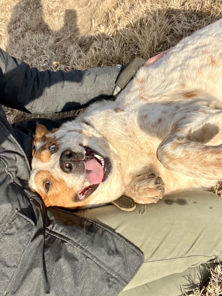 Enlarge Duke, a Adoptable Australian Shepherd in Saint James, MN image 6/6