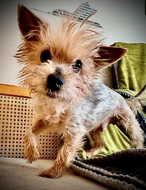 Enlarge Franklin, an adoptable Yorkshire Terrier in Hummelstown, PA image 3/6