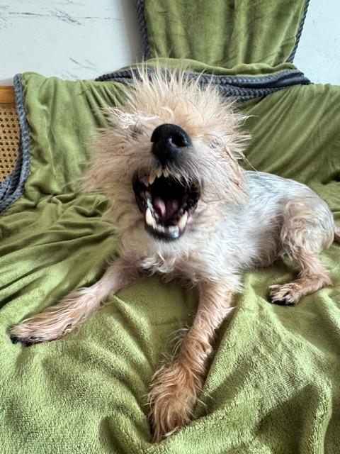 Enlarge Franklin, an adoptable Yorkshire Terrier in Hummelstown, PA image 5/6