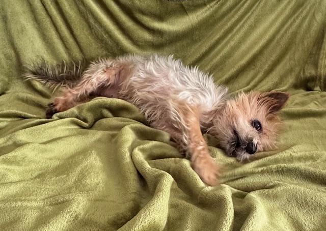 Enlarge Franklin, an adoptable Yorkshire Terrier in Hummelstown, PA image 6/6