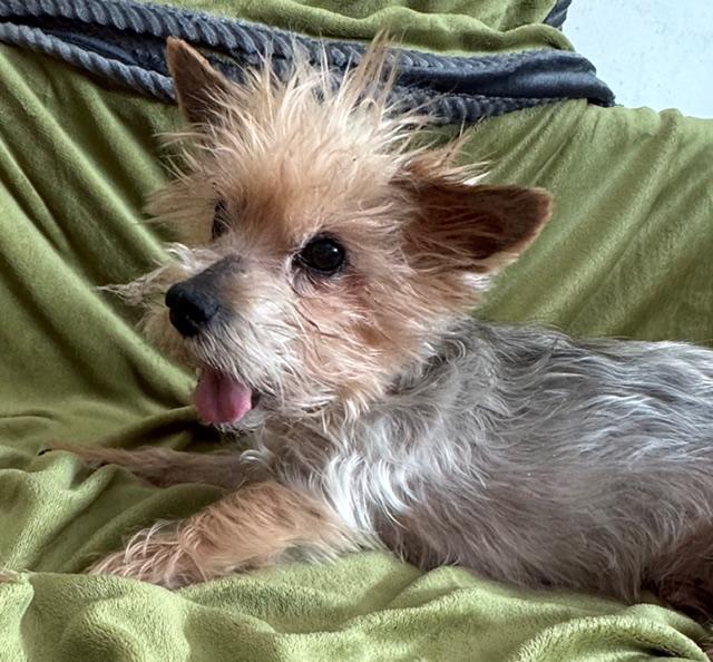 Enlarge Franklin, an adoptable Yorkshire Terrier in Hummelstown, PA image 1/6