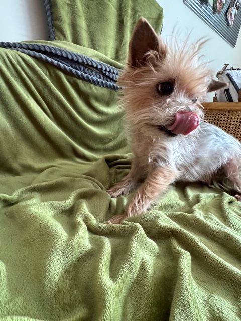 Enlarge Franklin, an adoptable Yorkshire Terrier in Hummelstown, PA image 4/6