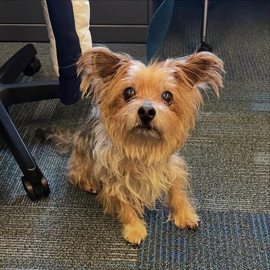 Enlarge Franklin, an adoptable Yorkshire Terrier in Hummelstown, PA image 2/6