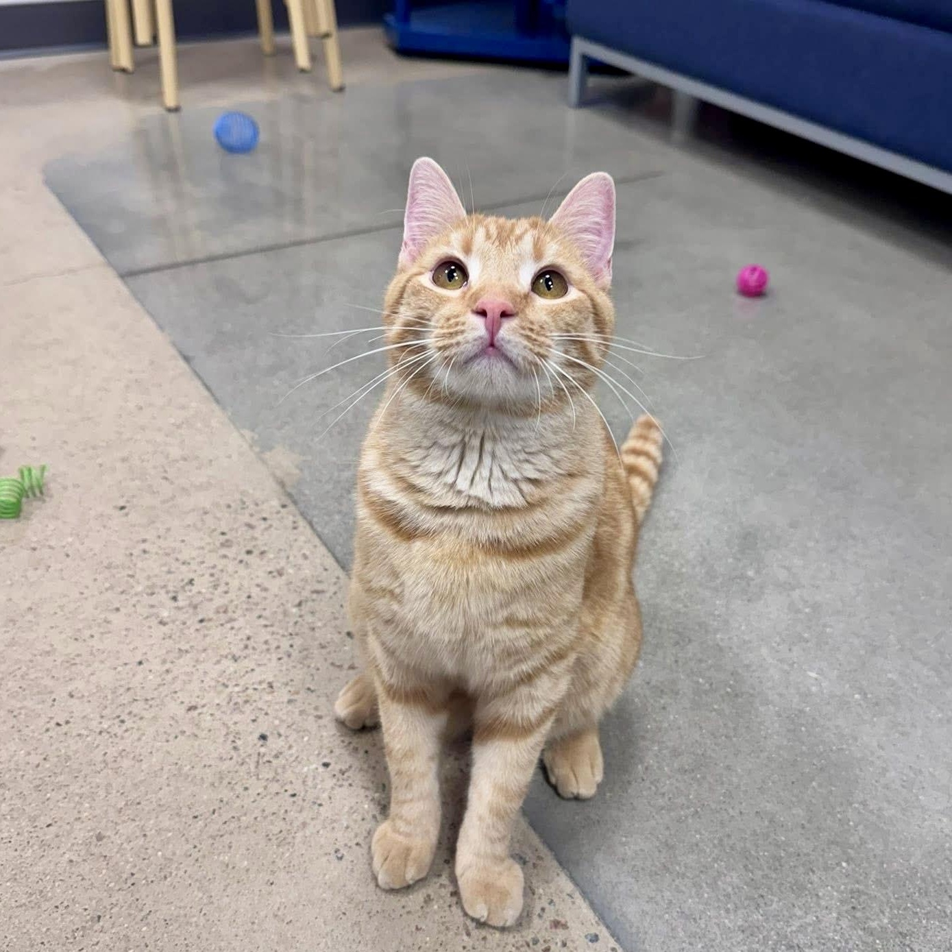 Campbell, a ADOPTABLE Domestic Short Hair in Apex, NC image 2/6