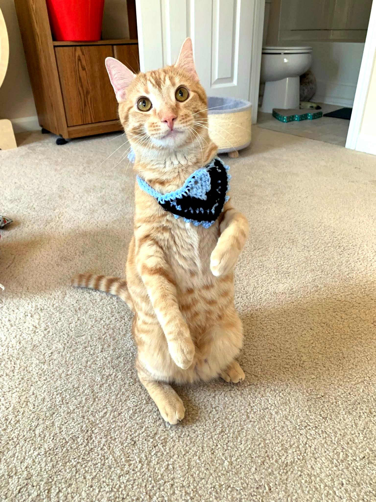 Enlarge Campbell, a ADOPTABLE Domestic Short Hair in Apex, NC image 6/6