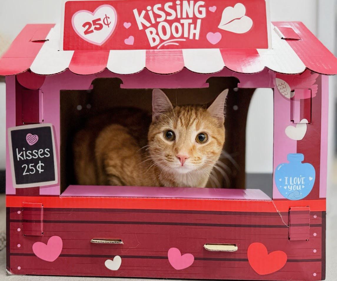 Enlarge Campbell, a ADOPTABLE Domestic Short Hair in Apex, NC image 4/6