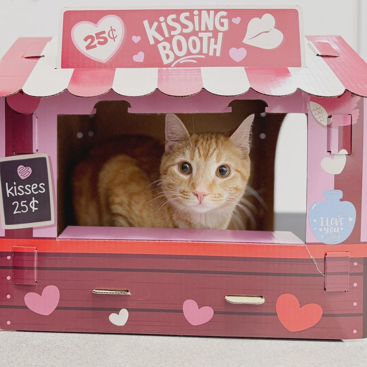 Campbell, a ADOPTABLE Domestic Short Hair in Apex, NC image 6/6