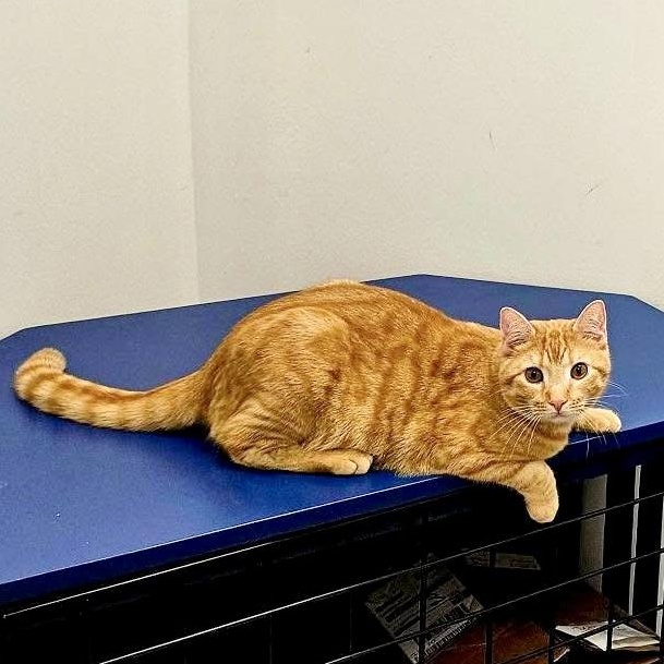 Enlarge Campbell, a ADOPTABLE Domestic Short Hair in Apex, NC image 5/6