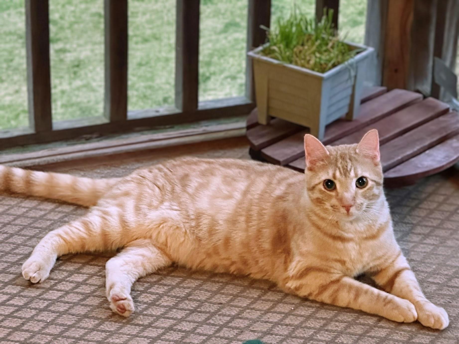 Enlarge Campbell, a ADOPTABLE Domestic Short Hair in Apex, NC image 6/6