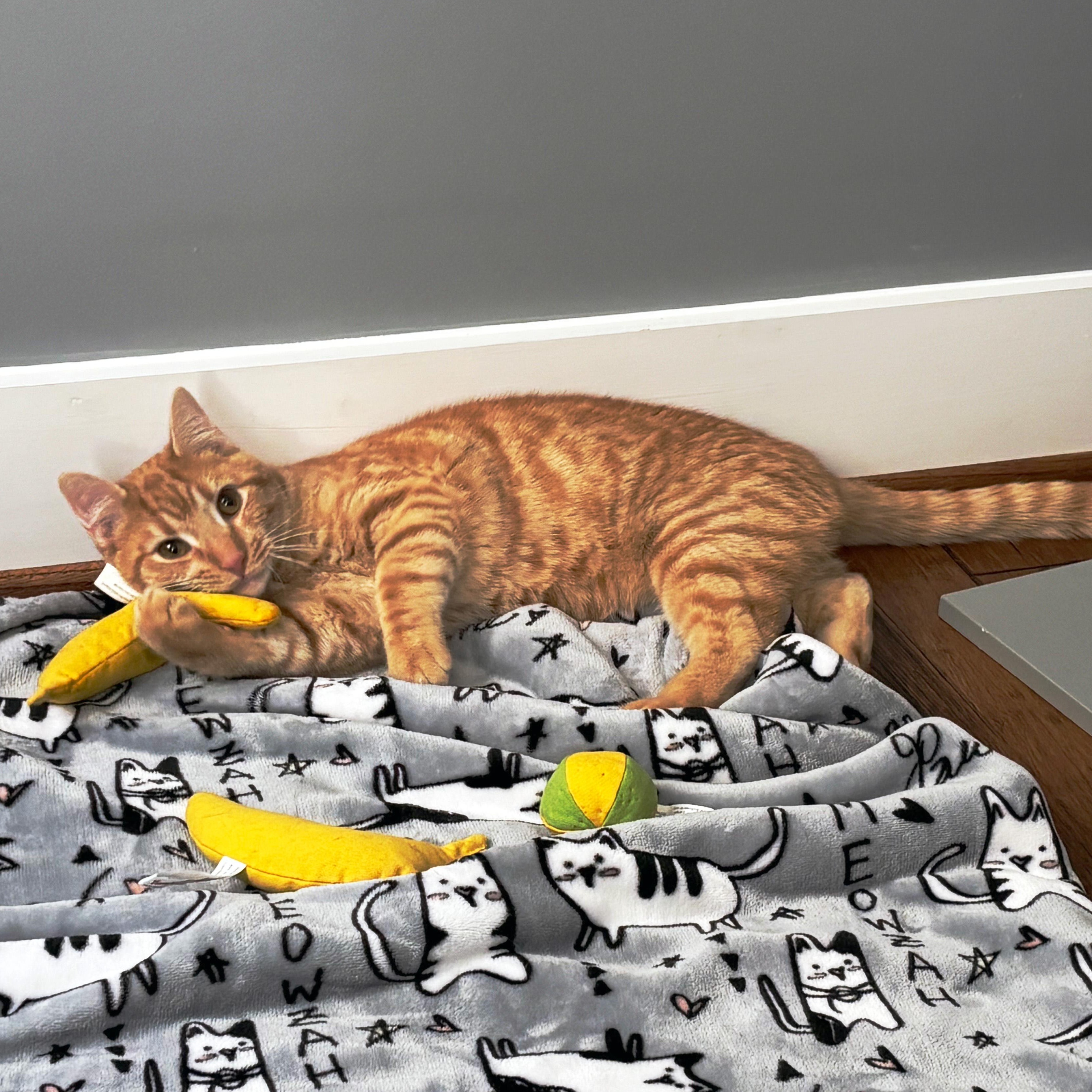 Campbell, a ADOPTABLE Domestic Short Hair in Apex, NC image 3/5