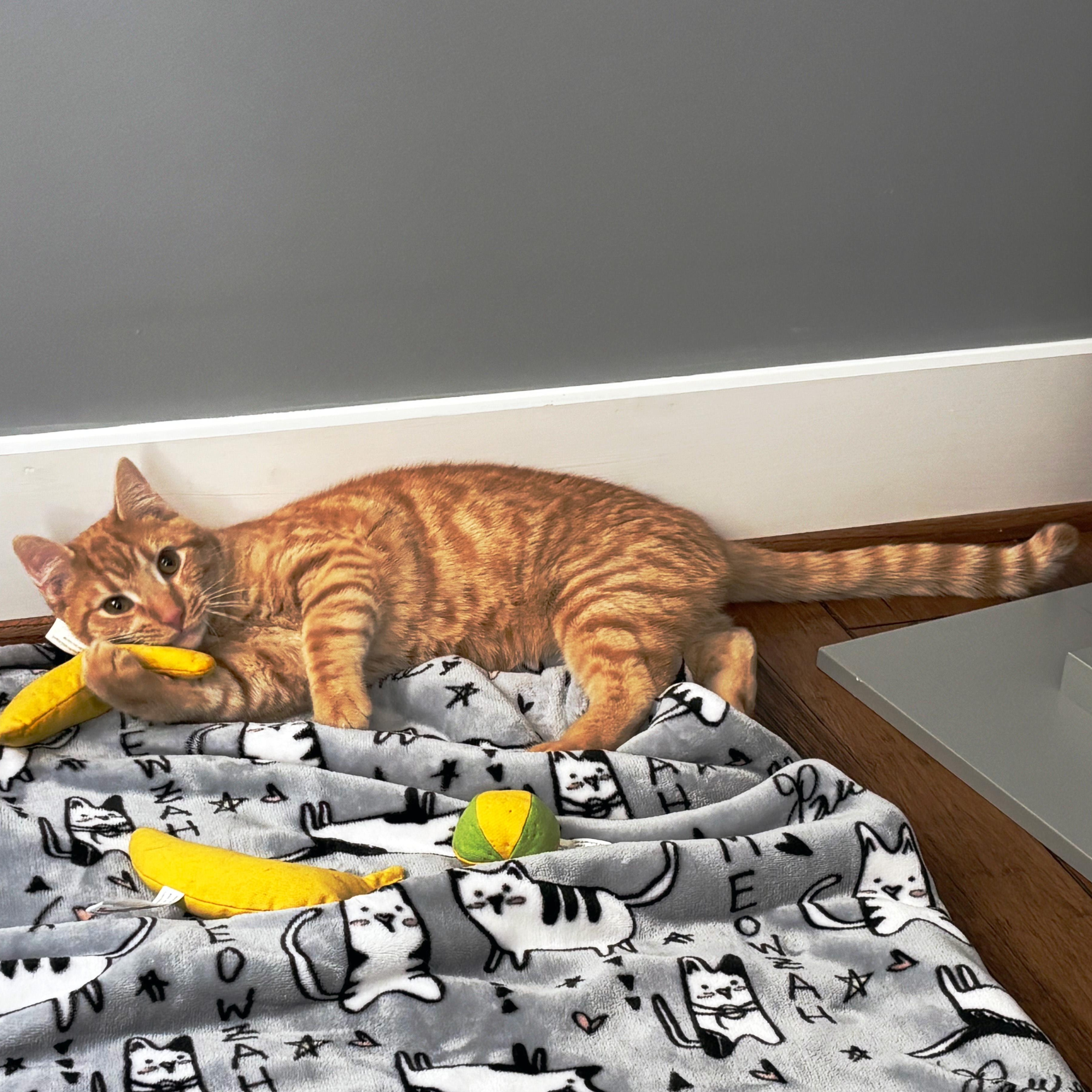 Campbell, a ADOPTABLE Domestic Short Hair in Apex, NC image 4/6