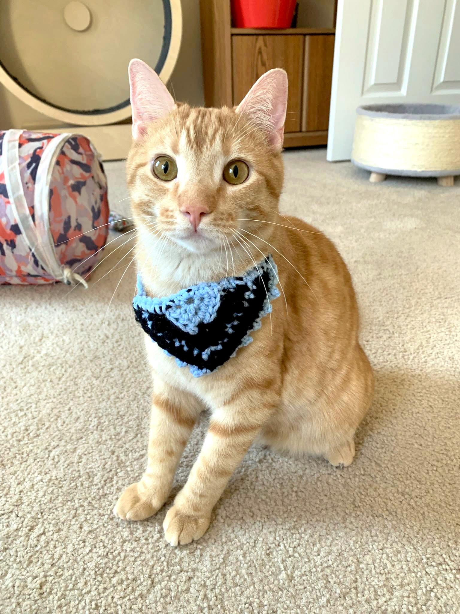 Enlarge Campbell, a ADOPTABLE Domestic Short Hair in Apex, NC image 1/6