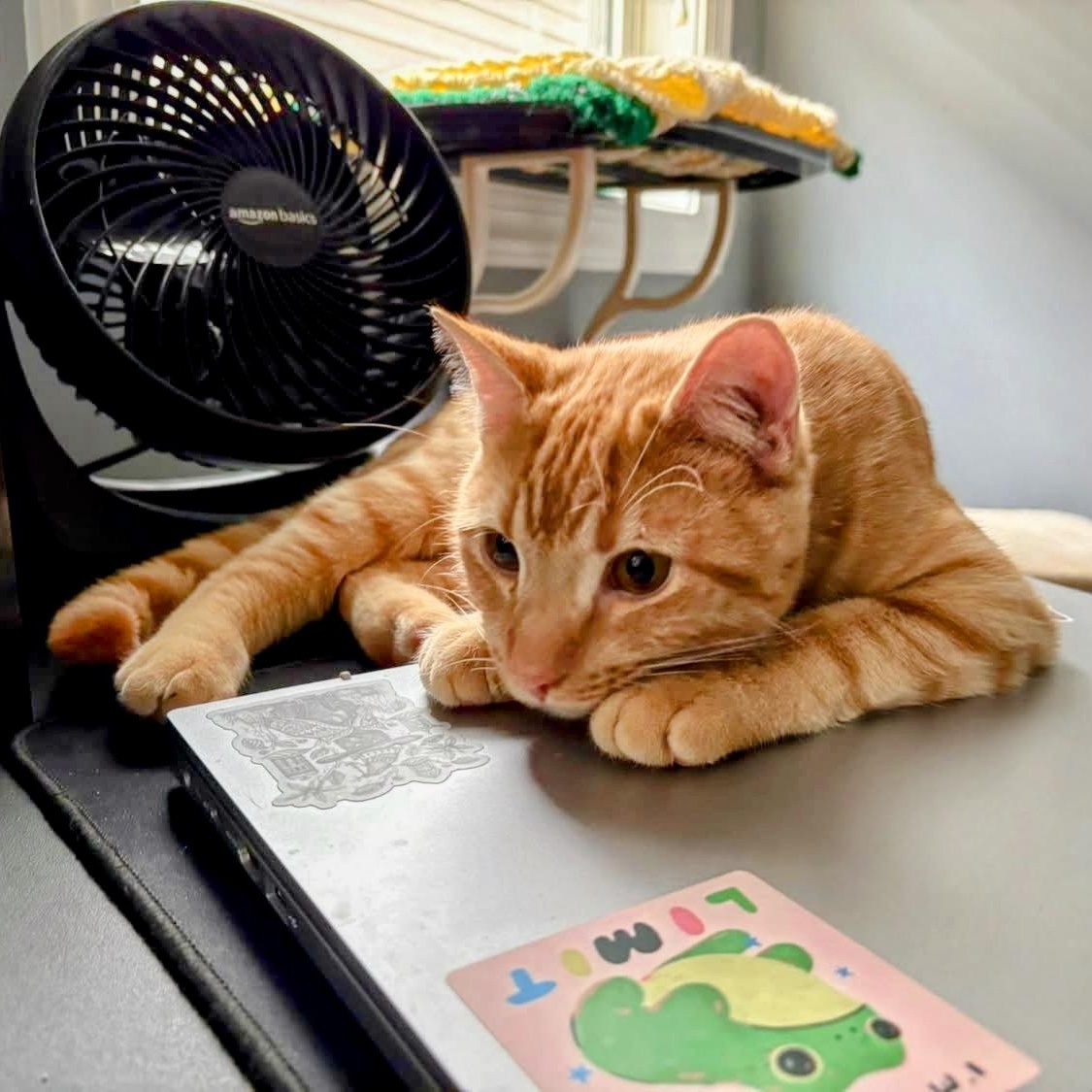 Campbell, a ADOPTABLE Domestic Short Hair in Apex, NC image 4/5