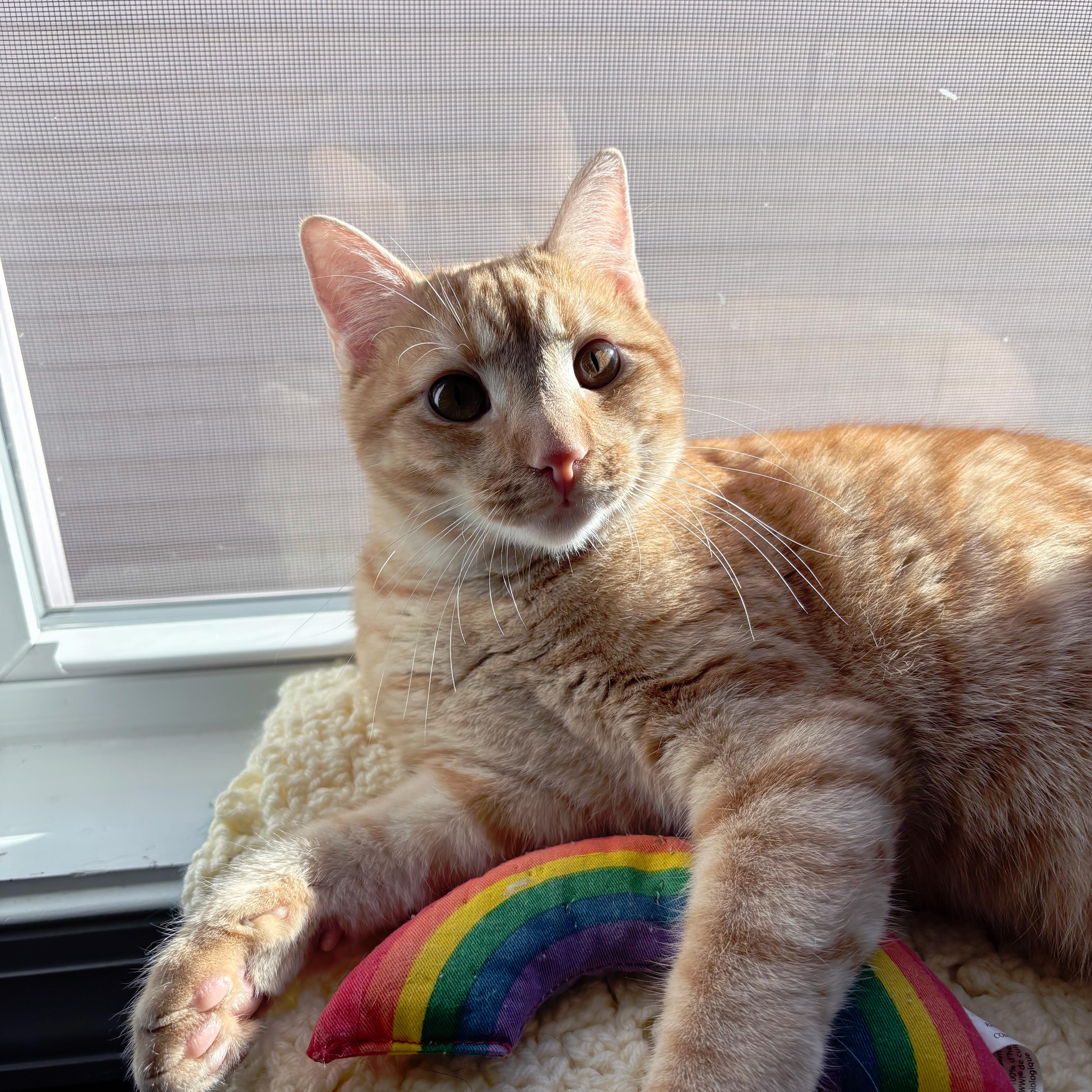 Campbell, a ADOPTABLE Domestic Short Hair in Apex, NC image 2/5