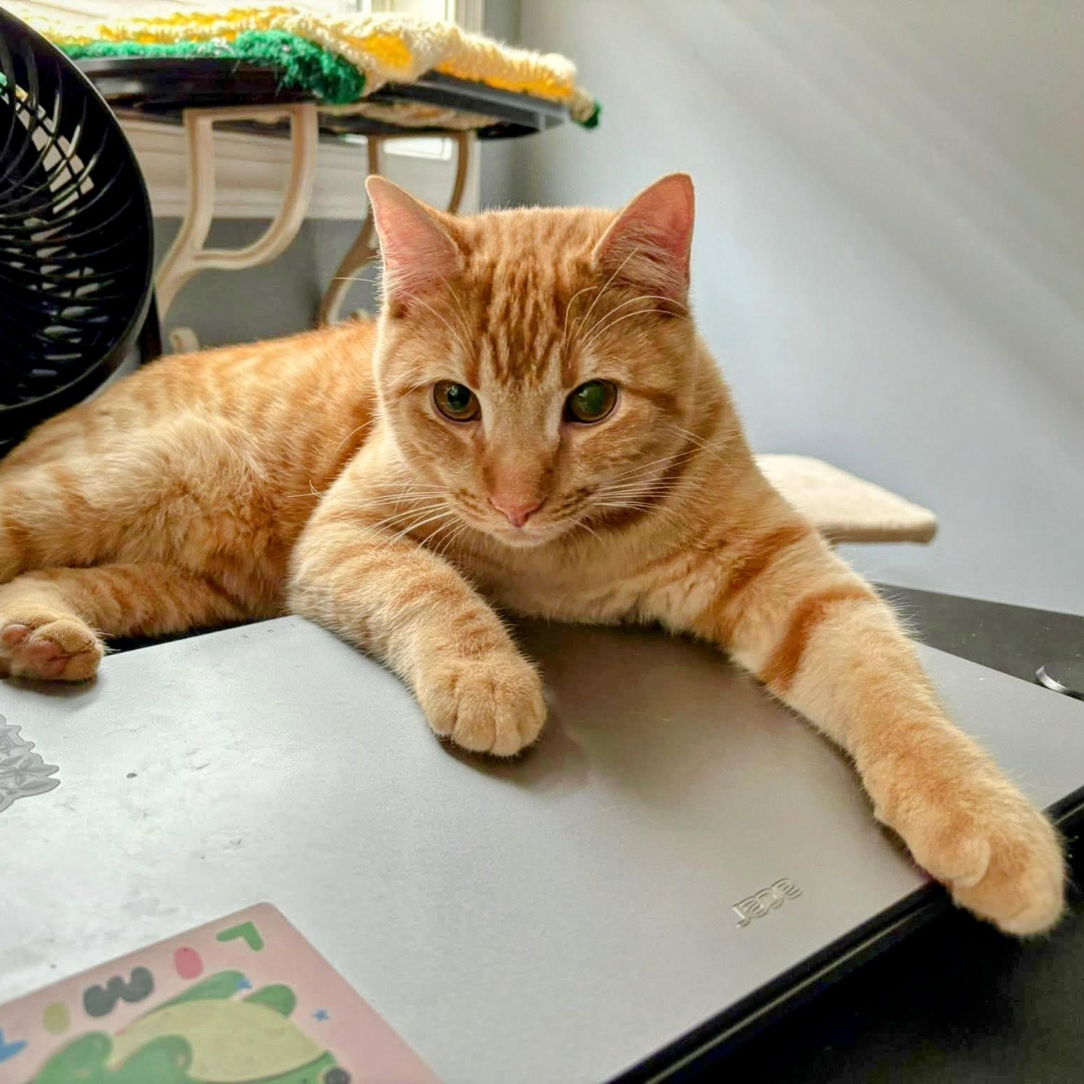 Campbell, ADOPTABLE, Young Male Domestic Short Hair.