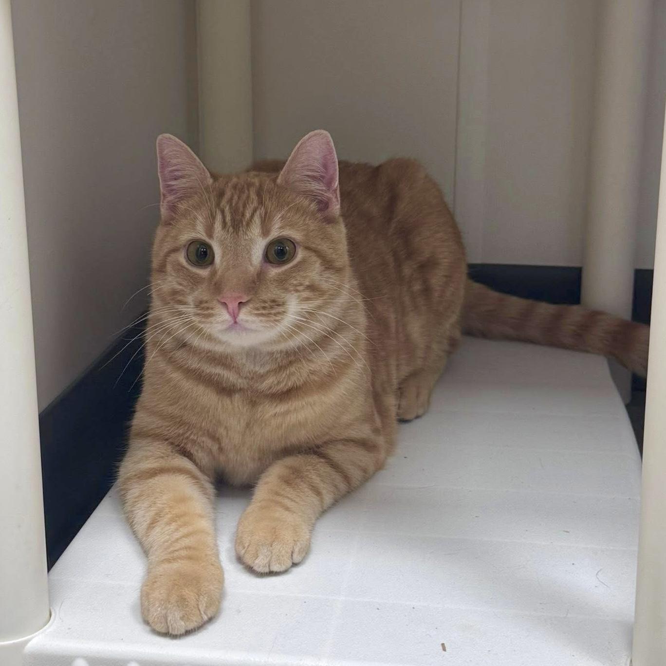 Campbell, a ADOPTABLE Domestic Short Hair in Apex, NC image 1/6