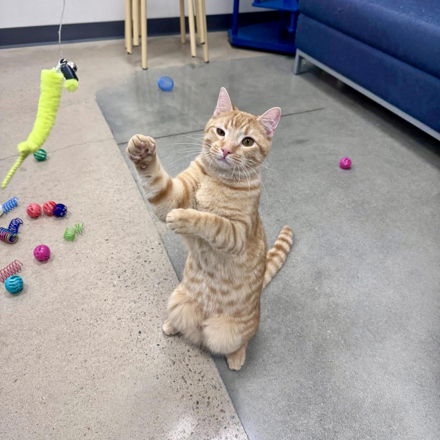 Campbell, a ADOPTABLE Domestic Short Hair in Apex, NC image 5/6