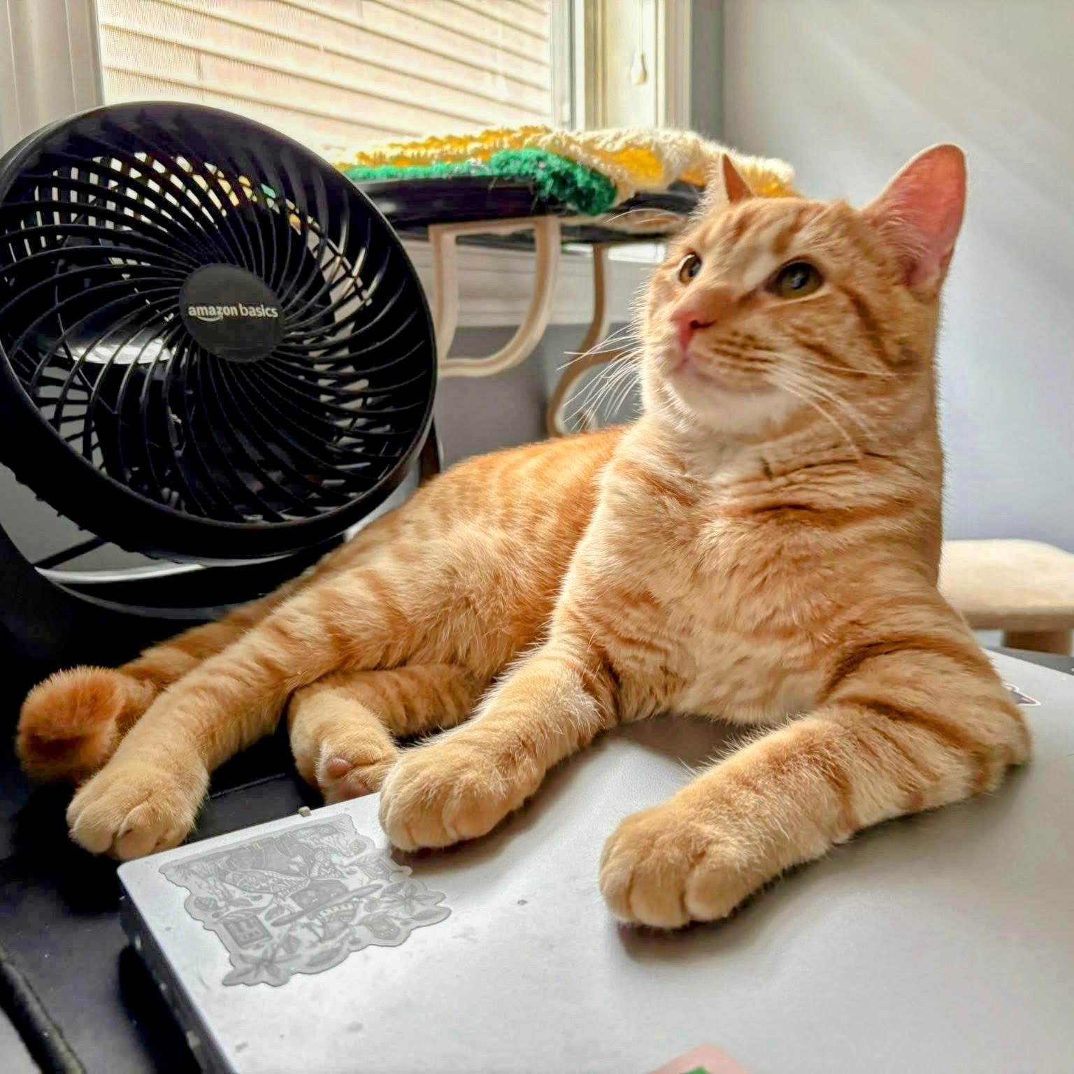 Campbell, a ADOPTABLE Domestic Short Hair in Apex, NC image 5/5