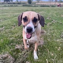 Gracie D26-059, Adoptable, Adult Female Hound.