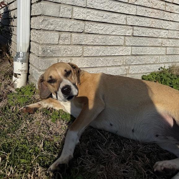 Enlarge Gracie D26-059, a Adoptable Hound in Lebanon, TN image 2/6