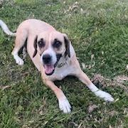 Enlarge Gracie D26-059, a Adoptable Hound in Lebanon, TN image 5/6