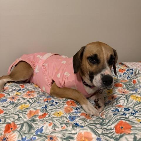 Enlarge Gracie D26-059, a Adoptable Hound in Lebanon, TN image 6/6