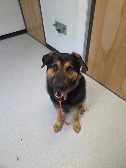 Enlarge Milo, an adopted mixed breed in Roseburg, OR image 1/1