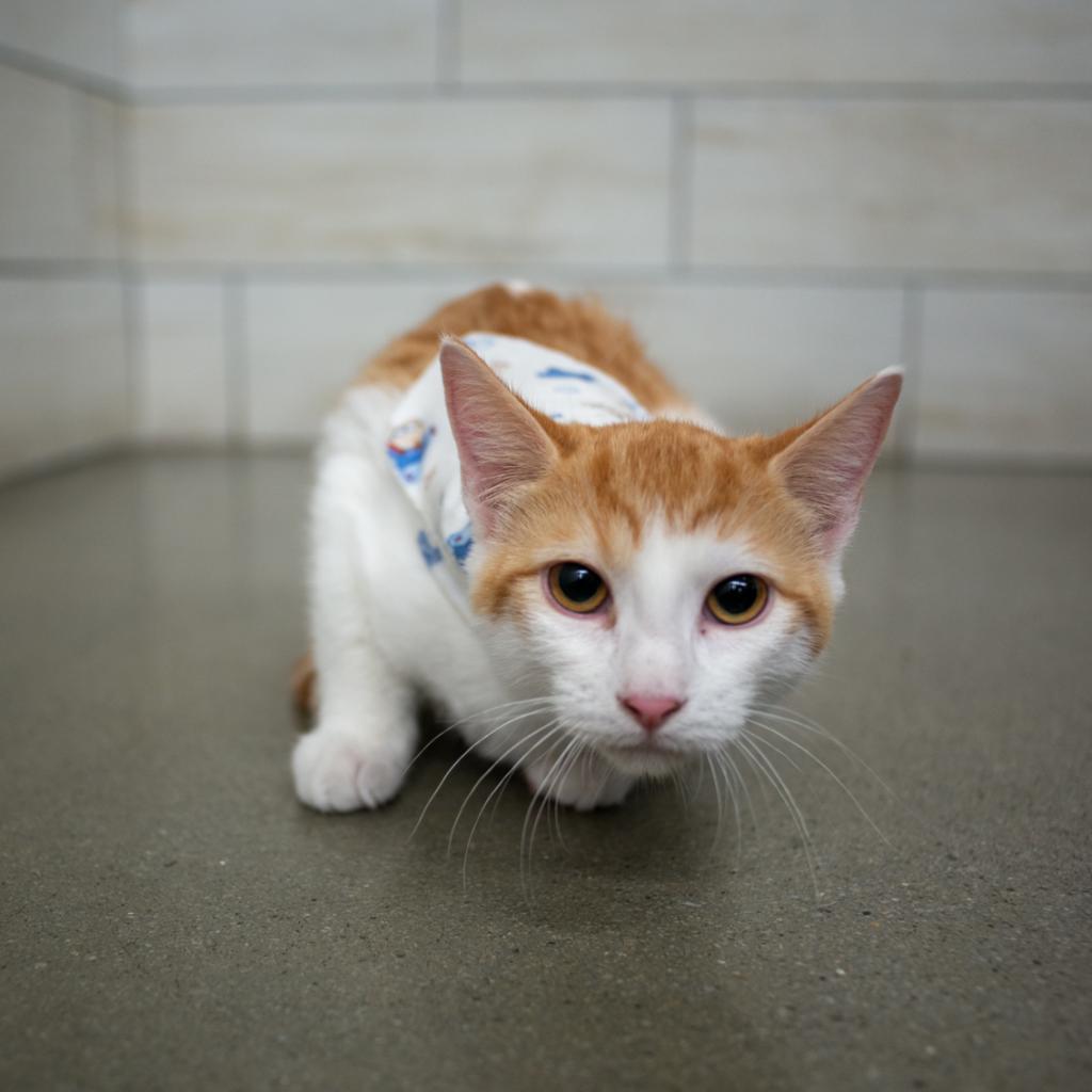 Enlarge Sam, a Adoptable Domestic Short Hair in West Jordan, UT image 1/1