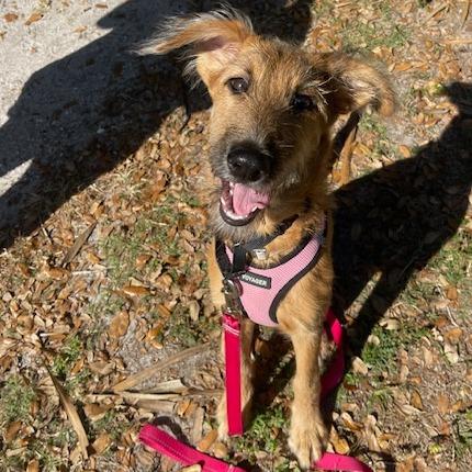 CANELA (585), a Adoptable mixed breed in Indiantown, FL image 1/6