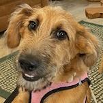 CANELA (585), a Adoptable mixed breed in Indiantown, FL image 4/6