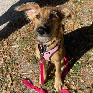 CANELA (585), a Adoptable mixed breed in Indiantown, FL image 5/6