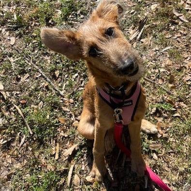 CANELA (585), a Adoptable mixed breed in Indiantown, FL image 6/6