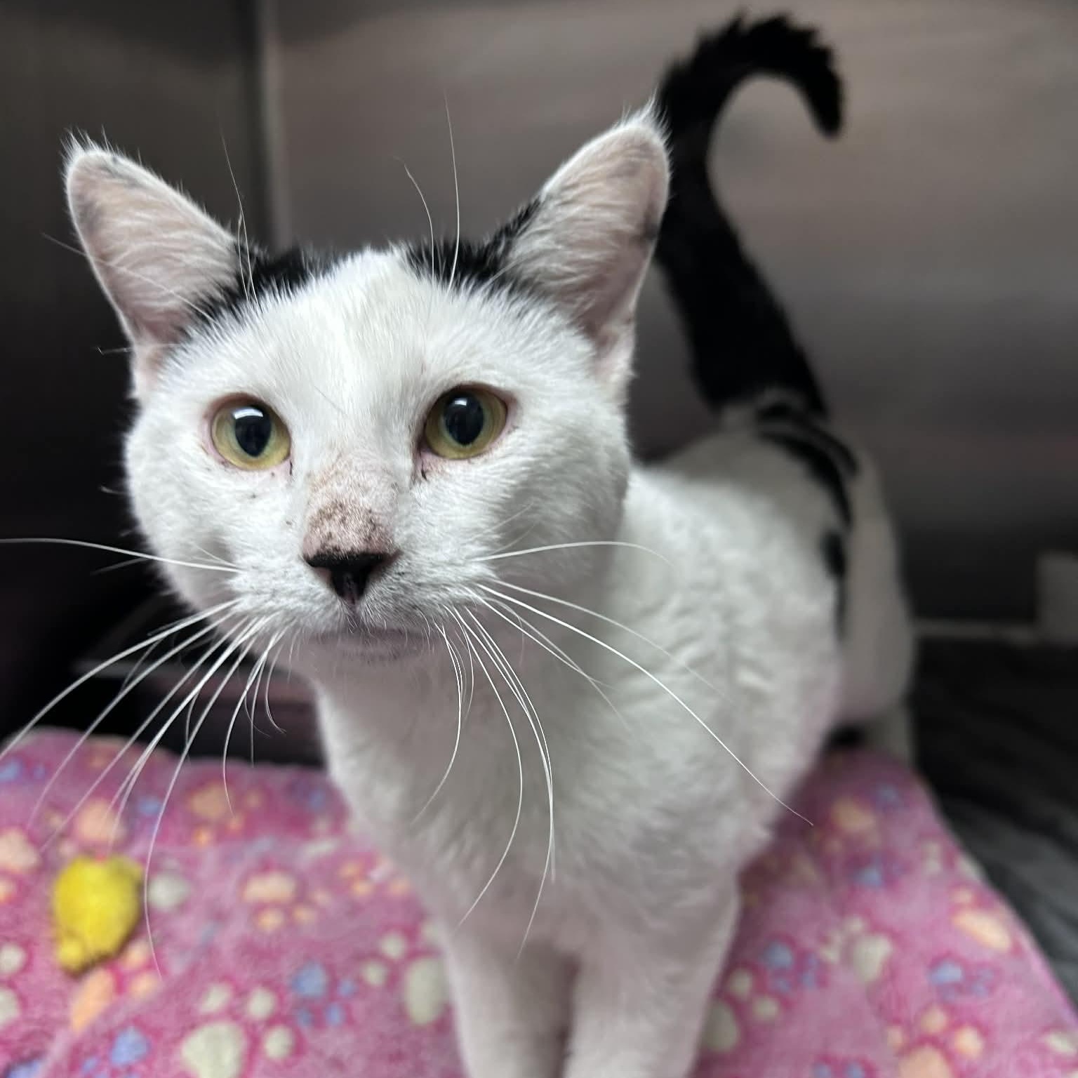 Enlarge Kevin, an adopted mixed breed in The Colony, TX image 1/1