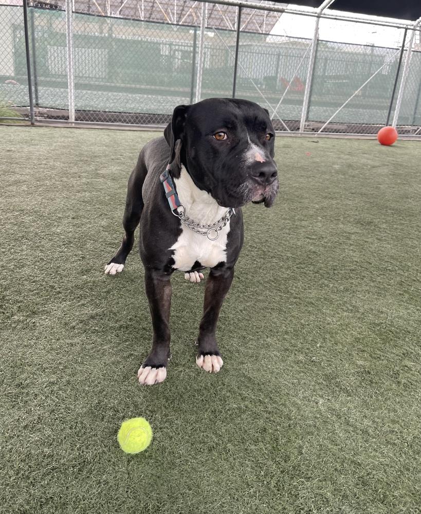 Enlarge Coulter, a Adopted mixed breed in Van Nuys, CA image 1/6