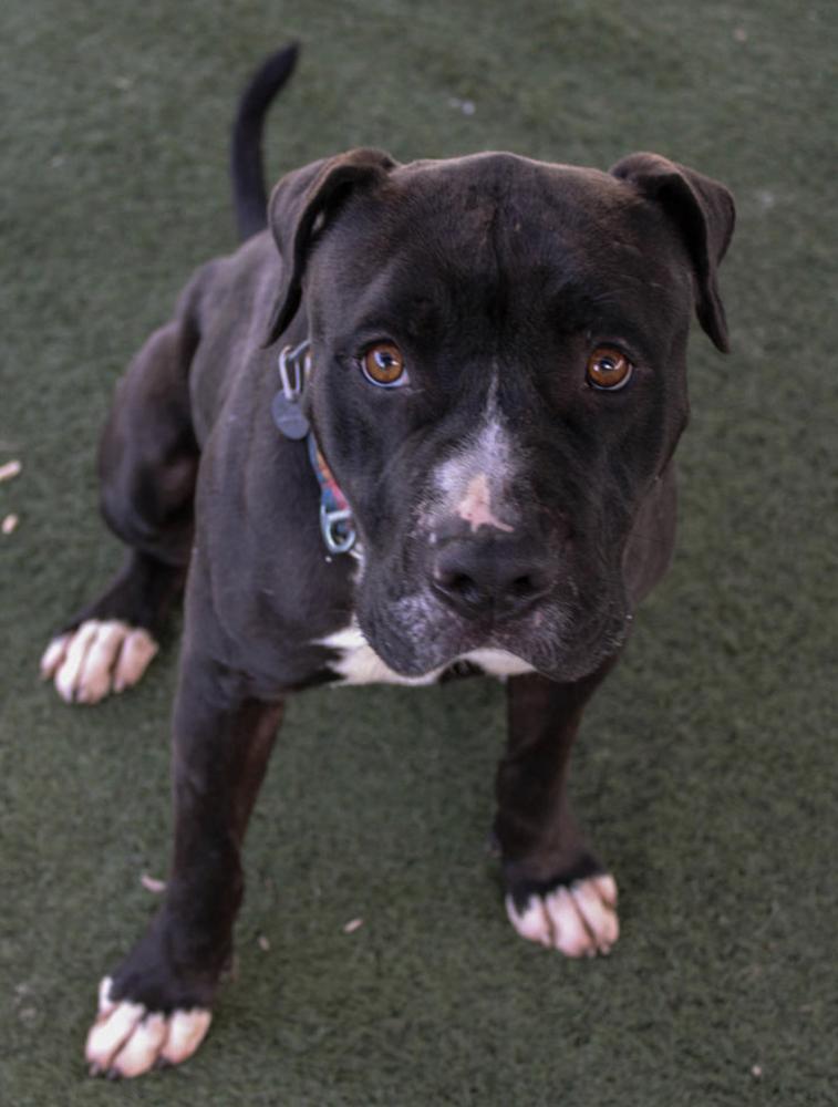 Enlarge Coulter, a Adopted mixed breed in Van Nuys, CA image 2/6