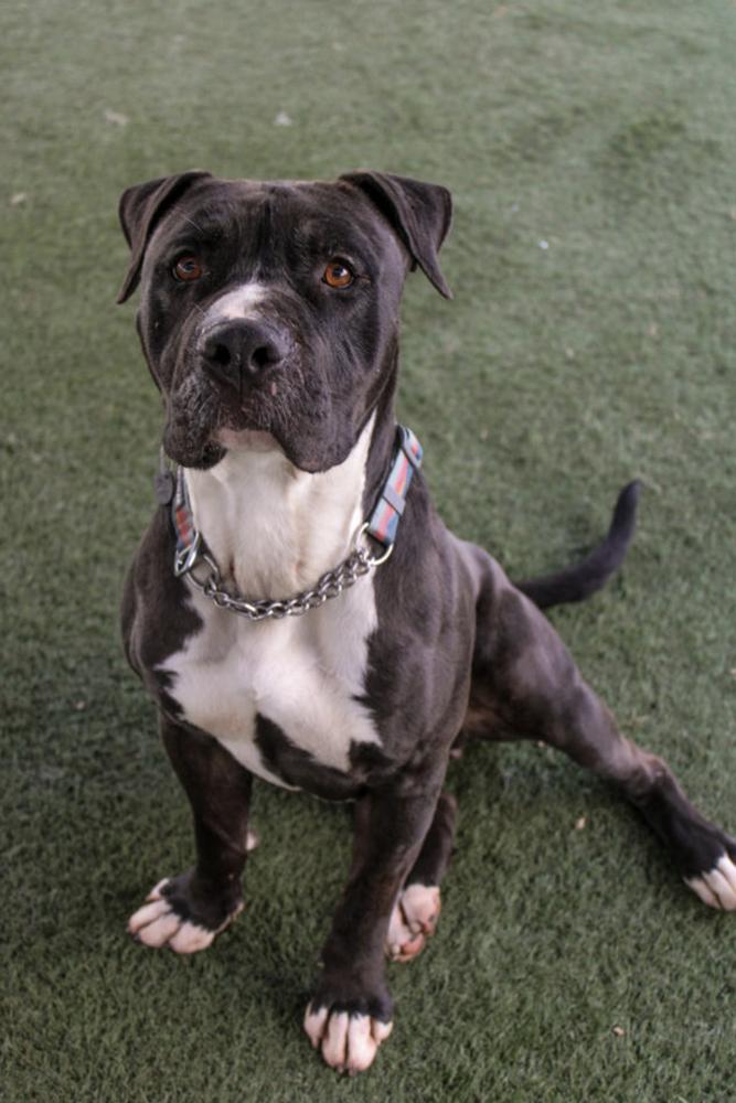 Enlarge Coulter, a Adopted mixed breed in Van Nuys, CA image 3/6