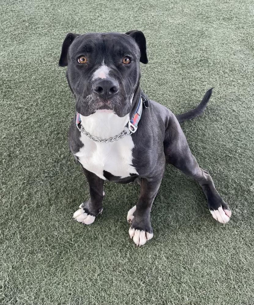 Enlarge Coulter, a Adopted mixed breed in Van Nuys, CA image 4/6