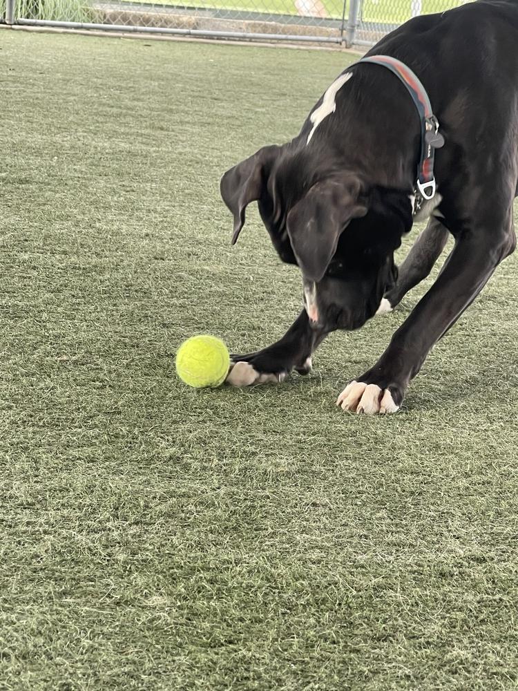 Enlarge Coulter, a Adopted mixed breed in Van Nuys, CA image 5/6