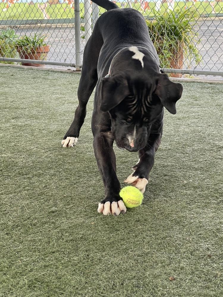 Enlarge Coulter, a Adopted mixed breed in Van Nuys, CA image 6/6