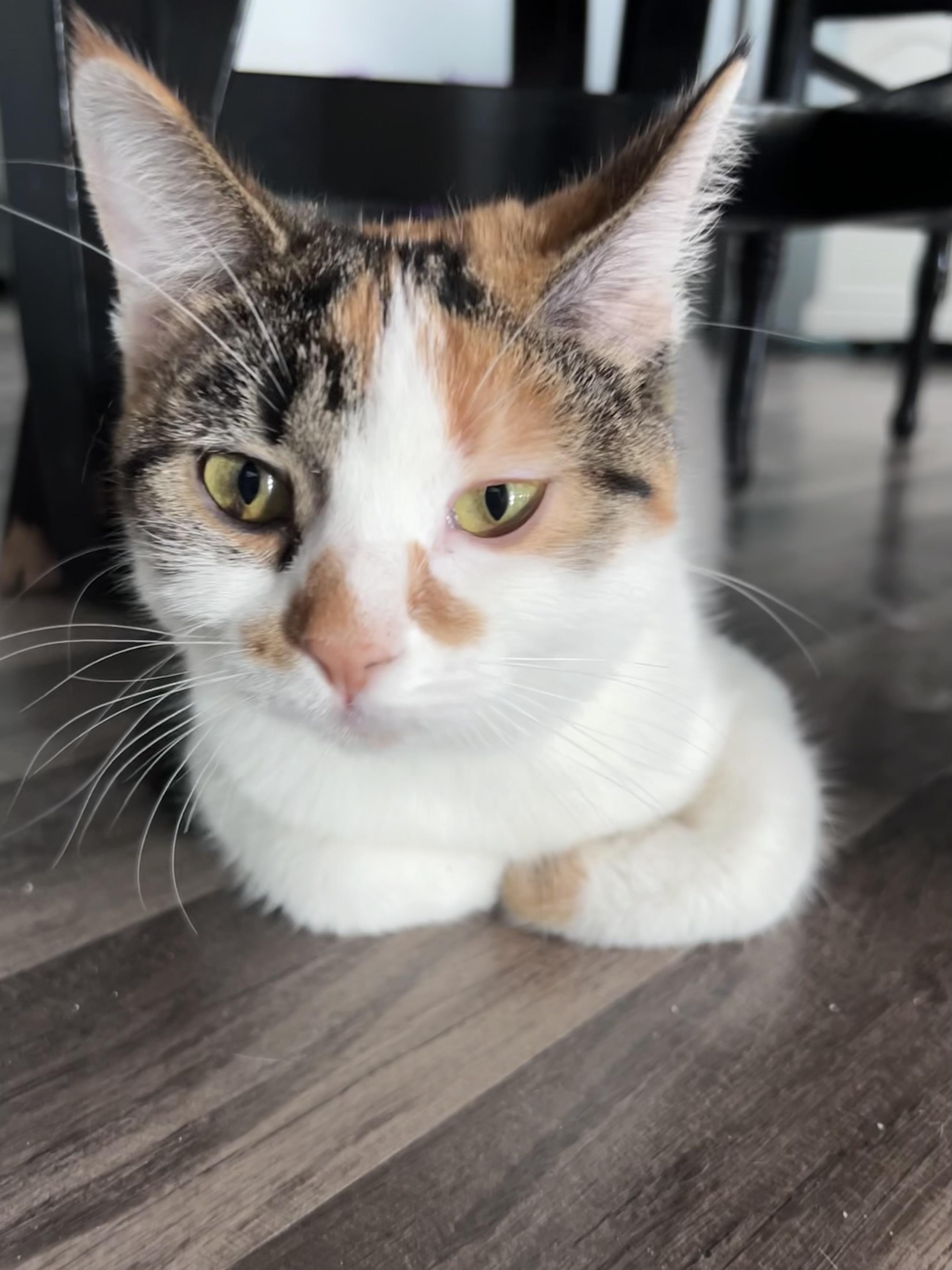 Enlarge Valeria - ADOPTION PENDING, an adopted Calico in Grand Rapids, MI image 6/6