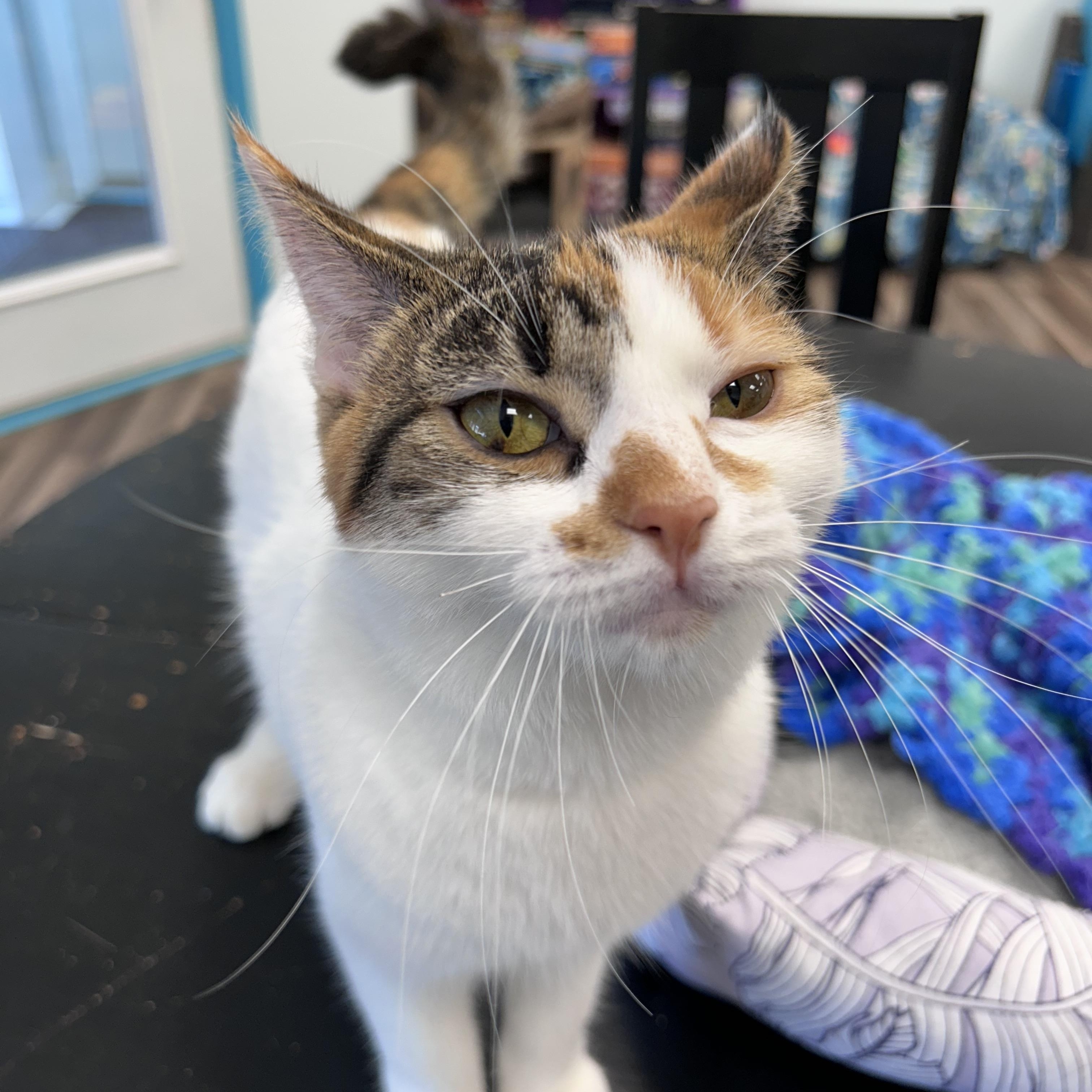 Enlarge Valeria - ADOPTION PENDING, an adopted Calico in Grand Rapids, MI image 3/6
