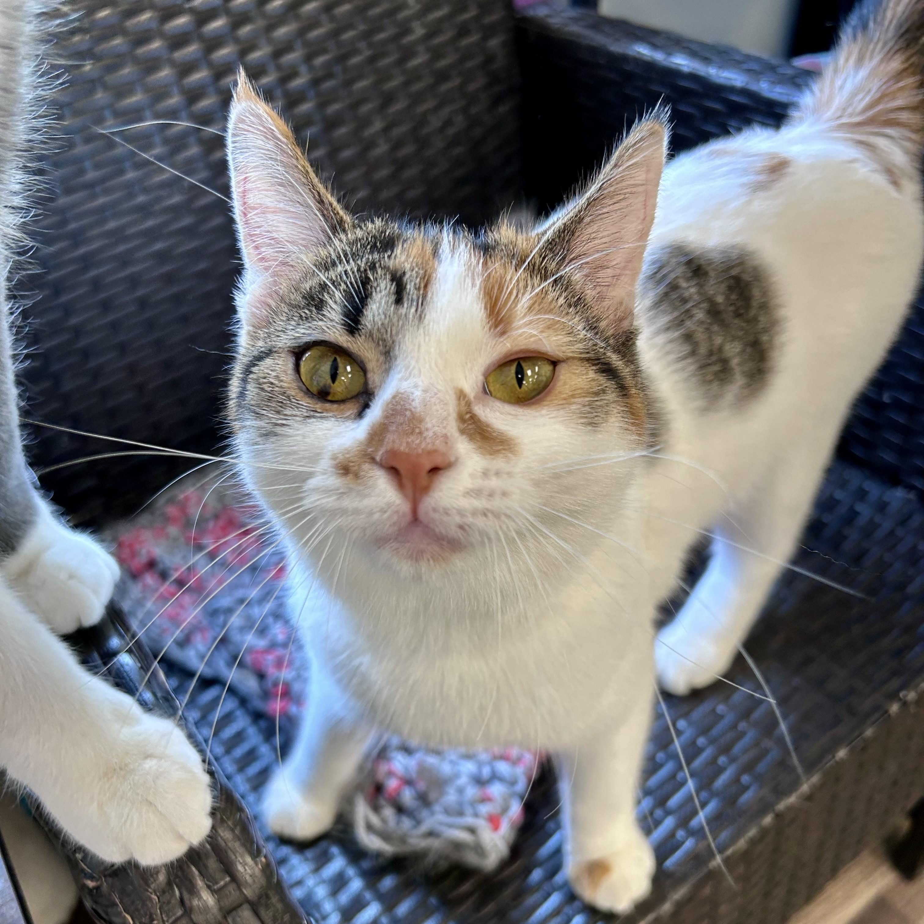 Enlarge Valeria - ADOPTION PENDING, an adopted Calico in Grand Rapids, MI image 1/6