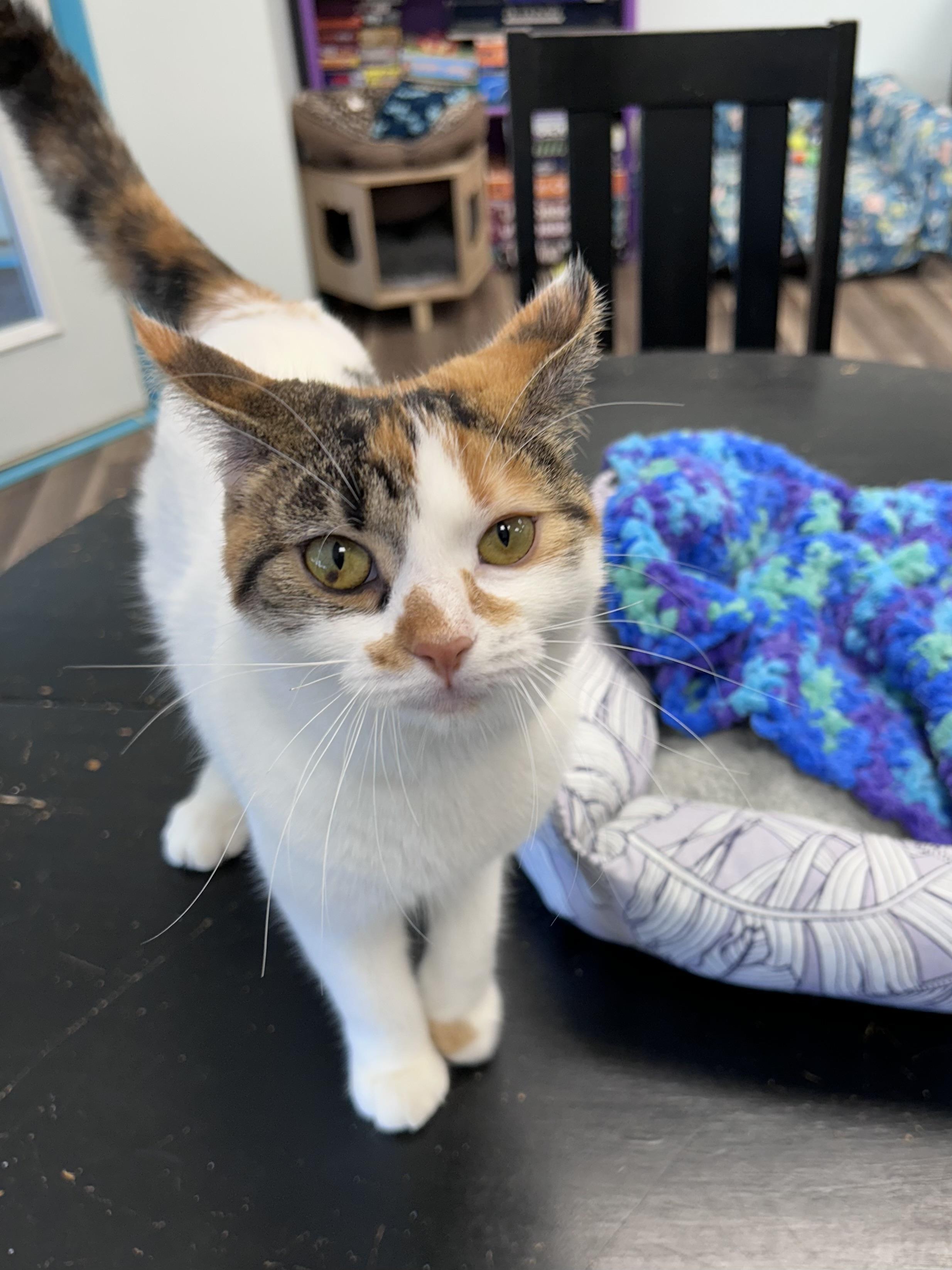 Enlarge Valeria - ADOPTION PENDING, an adopted Calico in Grand Rapids, MI image 5/6