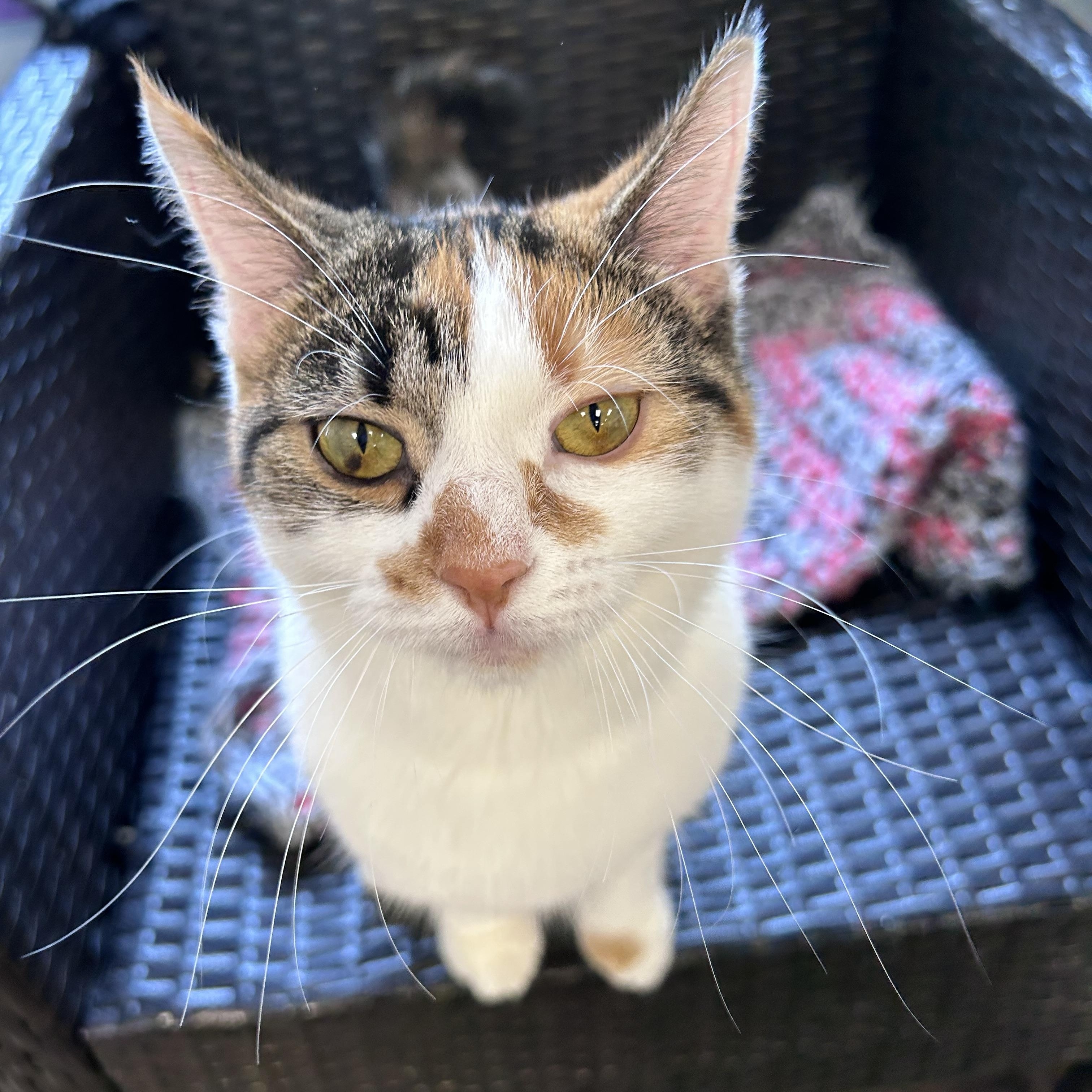 Enlarge Valeria - ADOPTION PENDING, an adopted Calico in Grand Rapids, MI image 4/6