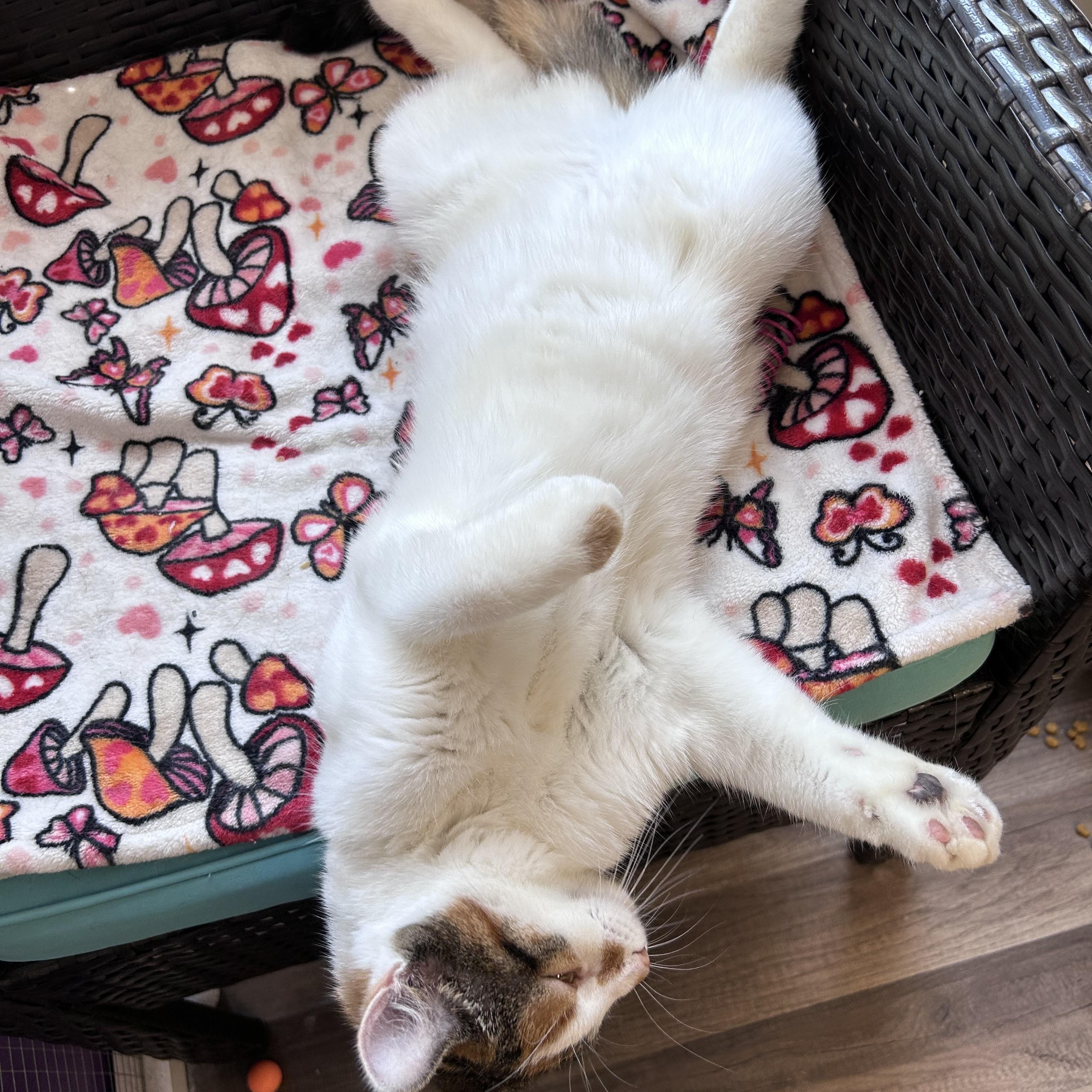 Enlarge Valeria - ADOPTION PENDING, an adopted Calico in Grand Rapids, MI image 2/6