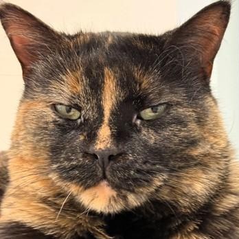 Apple Dumpling, ADOPTABLE, Adult Female Domestic Short Hair.