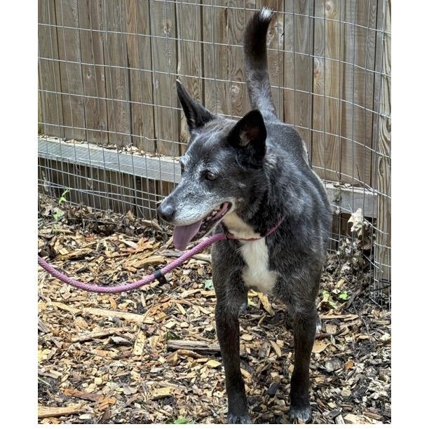 Enlarge Daisy, a Adoptable mixed breed in Chalfont, PA image 1/1