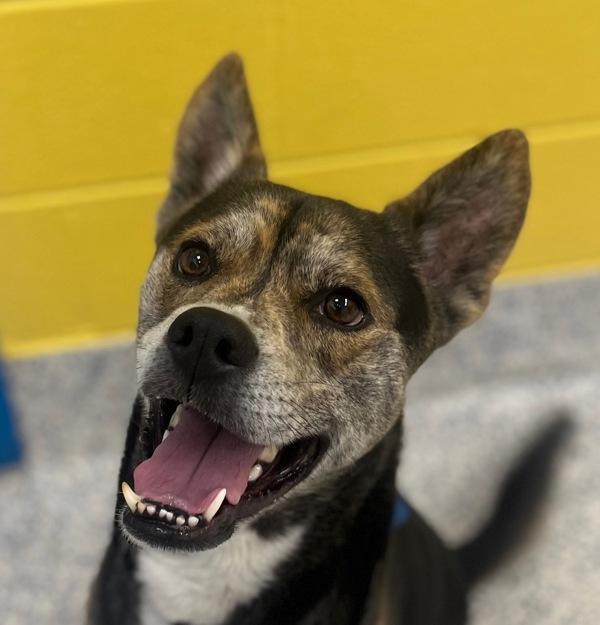 Anubis, Adoptable, Adult Male Boxer & Australian Cattle Dog / Blue Heeler.